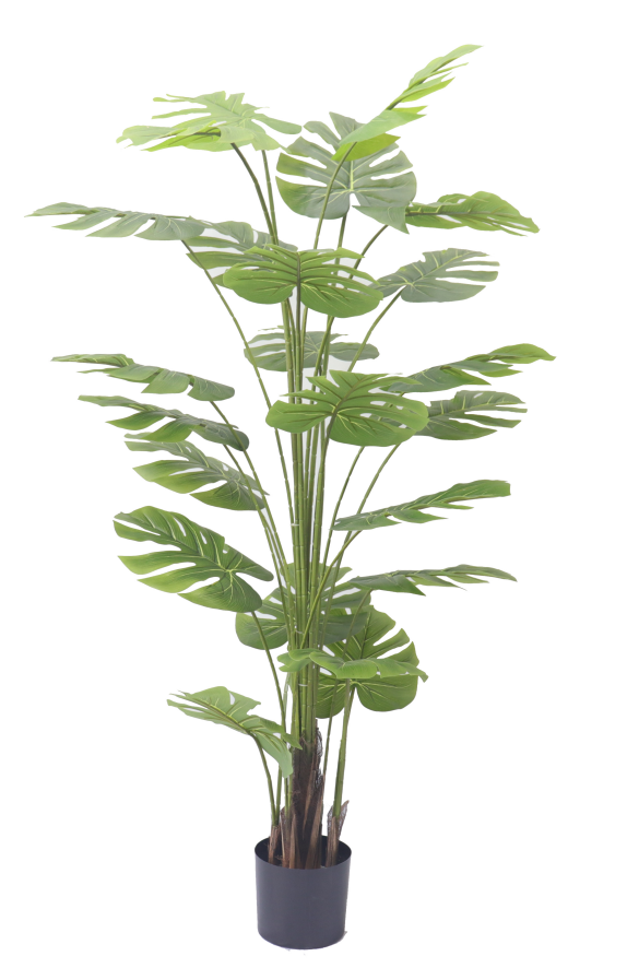 Декоративное дерево Пальма Вашингтония Эшли (10)