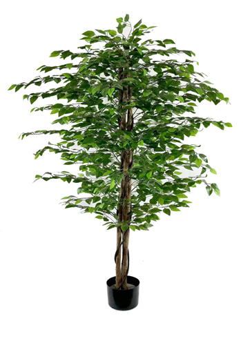 Декоративное дерево Фикус 2м